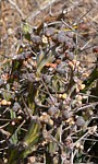 Euphorbia sp nova aff actinoclada PV2530 Bamba GPS187 Kenya 2012_PV1675 vyrez.jpg